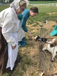 Nurses Feeding Goats